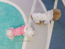 435 PA-OW Комбинезон на овчинке для собак-девочек, розовый #503 "Puppy Angel Overall" (от S до 3XL)