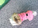 446 PA-OW Комбинезон на гладкой подкладке для собак-девочек, розовый #502 "PA Overall" (ПОСТУПИЛИ!)