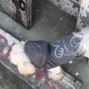 433 PA-OW -  #808 "Puppy Angel Vest"